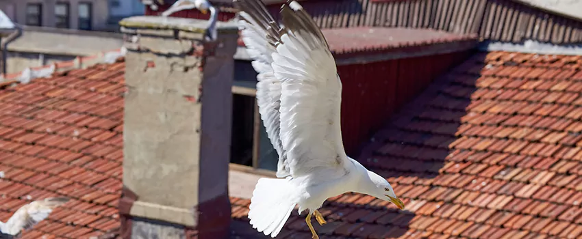 Residential Chimney Animal Removal Solution in White Oak, MD
