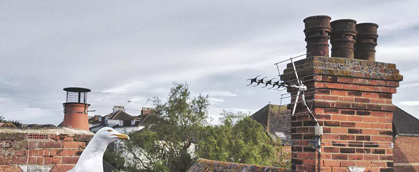 Chimney Cleaning And Restoration in White Oak, Maryland